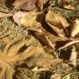 Season